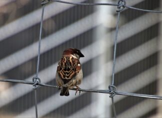 Jak samemu zrobić pazurki na włosach?