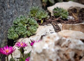 Jak odświeżyć tłuste włosy bez mycia?