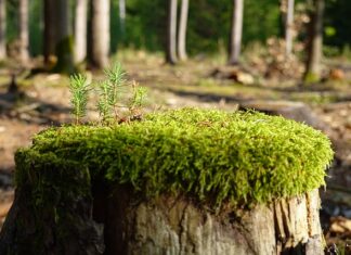 Jak Zregenerować Pochwę po stosunku?