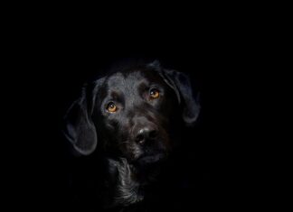 Co zrobić żeby hybryda długo się trzymała?