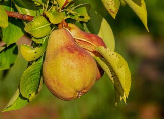 Jak nakładać odżywkę koloryzującą?