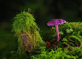 Jak często można stosować farbę do włosów bez amoniaku? Jak często można stosować farbę do włosów bez amoniaku?